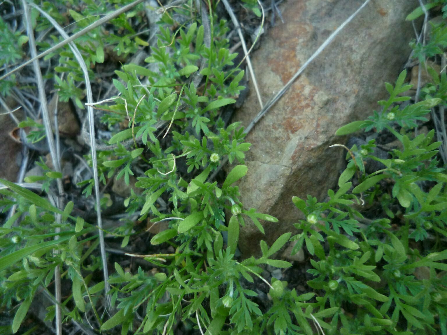 High Resolution Cotula australis Bud